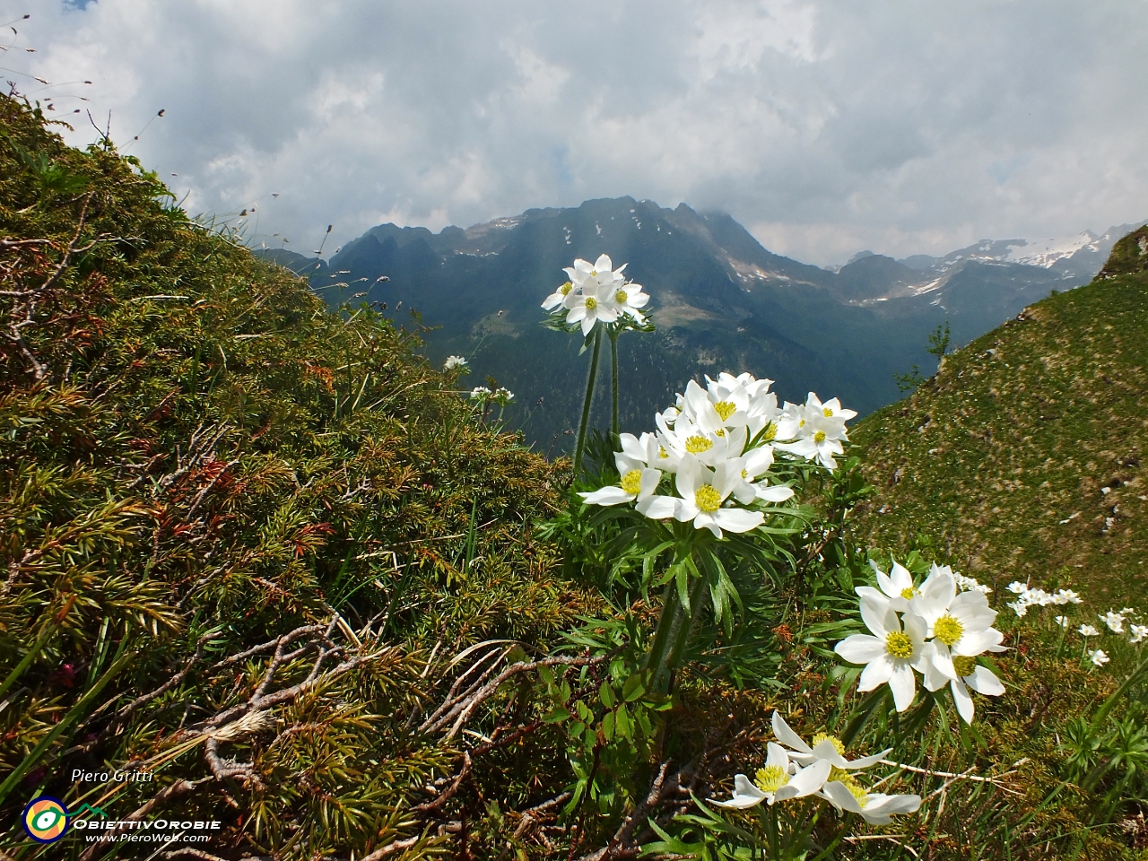 75 Anemone narcissino con vista verso Tre Pizzi e Pietra Quadra.JPG